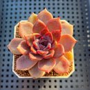 Echeveria Hybrid sp. 1"-2" Hand-Selected Clone (From Brotherly Farm) Succulent Plant Cutting