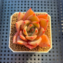 Echeveria Hybrid sp. 1"-2" Hand-Selected Clone (From Brotherly Farm) Succulent Plant Cutting