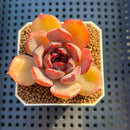 Echeveria Hybrid sp. 1"-2" Hand-Selected Clone (From Brotherly Farm) Succulent Plant Cutting
