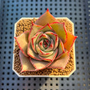 Echeveria Hybrid sp. 1"-2" Hand-Selected Clone (From Brotherly Farm) Succulent Plant Cutting