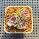 Echeveria 'Boracay' 1" Succulent Plant Cutting