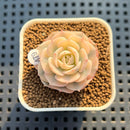 Echeveria 'Glauca' Variegated (Not Runyonii Variegated) 1" Succulent Plant Cutting