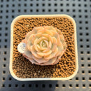 Echeveria 'Glauca' Variegated (Not Runyonii Variegated) 1" Succulent Plant Cutting