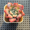 Graptoveria 'Bubble Monster' 2" Succulent Plant Cutting