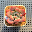 Graptoveria 'Bubble Monster' 2" Succulent Plant Cutting