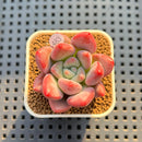 Graptoveria 'Bubble Monster' 2" Succulent Plant Cutting