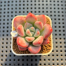 Graptoveria 'Bubble Monster' 2" Succulent Plant Cutting