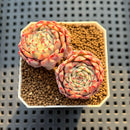 Echeveria 'Minima' Variegated 1"-2" Succulent Plant Cutting