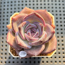 Echeveria 'Moila' 2" Succulent Plant Cutting