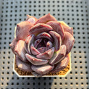 Echeveria 'Moila' 2" Succulent Plant Cutting