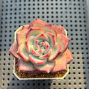 Echeveria 'Ratam' 2" Succulent Plant Cutting