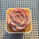 Echeveria 'Cherry Jelly' 2" Succulent Plant Cutting