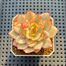 Echeveria 'Esther' Variegated 2" Succulent Plant Cutting