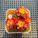 Sedeveria 'Letiza' Cluster 2" Succulent Plant
