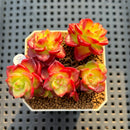 Sedeveria 'Letiza' Cluster 2" Succulent Plant