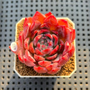 Echeveria 'Angela' 2" Succulent Plant Cutting