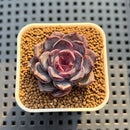 Echeveria 'Dahlia' 1" Succulent Plant Cutting