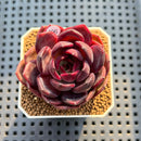 Echeveria 'Black Pink' 2" Succulent Plant Cutting