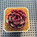 Echeveria 'Black Pink' 2" Succulent Plant Cutting