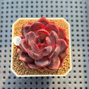 Echeveria 'Black Pink' 2" Succulent Plant Cutting