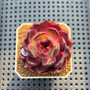 Echeveria 'Black Pink' 2" Succulent Plant Cutting