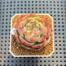 Echeveria 'German Rose' 2" New Hybrid Succulent Plant Cutting