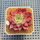 Echeveria 'Serendipity' 2" New Hybrid Succulent Plant Cutting