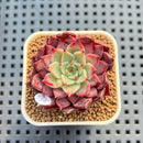Echeveria 'Serendipity' 2" New Hybrid Succulent Plant Cutting