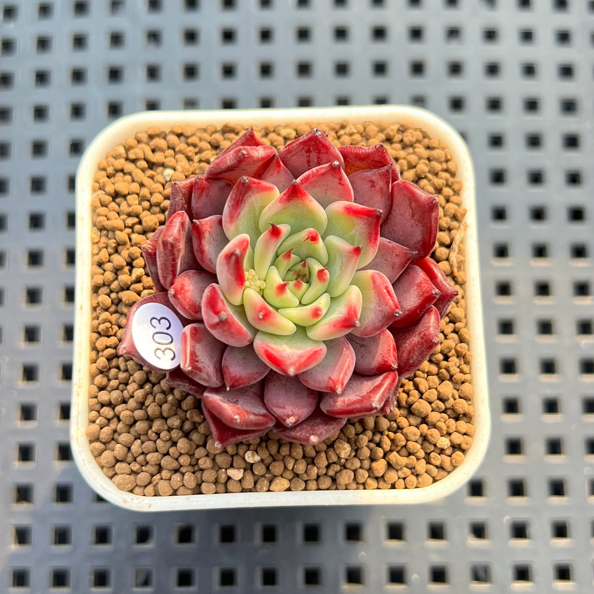 Echeveria 'Serendipity' 2" New Hybrid Succulent Plant Cutting