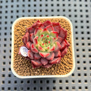 Echeveria 'Serendipity' 2" New Hybrid Succulent Plant Cutting