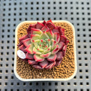 Echeveria 'Serendipity' 2" New Hybrid Succulent Plant Cutting