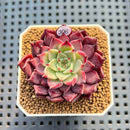 Echeveria 'Serendipity' 2" New Hybrid Succulent Plant Cutting