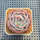 Echeveria 'Kudohina' 2" New Hybrid Succulent Plant Cutting