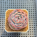 Echeveria 'Kudohina' 2" New Hybrid Succulent Plant Cutting