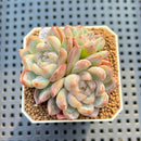 Echeveria 'Red Belly' New Hybrid 2" Succulent Plant Cutting