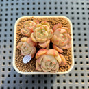 Echeveria sp. 1" Succulent Plant Cutting
