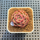 Echeveria 'Bordeaux' 1" Succulent Plant Cutting
