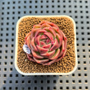 Echeveria 'Bordeaux' 1" Succulent Plant Cutting