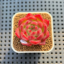 Echeveria 'Deep Red' 1" Succulent Plant Cutting
