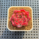 Echeveria 'Deep Red' 1" Succulent Plant Cutting