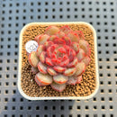 Echeveria 'Guemjak' 1" Succulent Plant Cutting