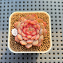 Echeveria 'Guemjak' 1" Succulent Plant Cutting