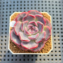 Echeveria 'Cherry Jelly' 2" Succulent Plant Cutting