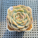 Echeveria 'Roulette' 2" New Hybrid Succulent Plant Cutting