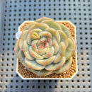 Echeveria 'Roulette' 2" New Hybrid Succulent Plant Cutting