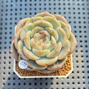 Echeveria 'Roulette' 2" New Hybrid Succulent Plant Cutting