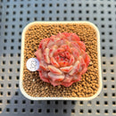Echeveria 'Meteor' 1" Succulent Plant Cutting