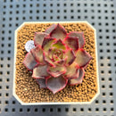 Echeveria 'Rainy' 2" New Hybrid Succulent Plant Cutting