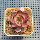 Echeveria 'Rainy' 2" New Hybrid Succulent Plant Cutting