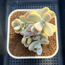 Cotyledon 'Orbiculata' Variegated 3"-4" Succulent Plant Cutting